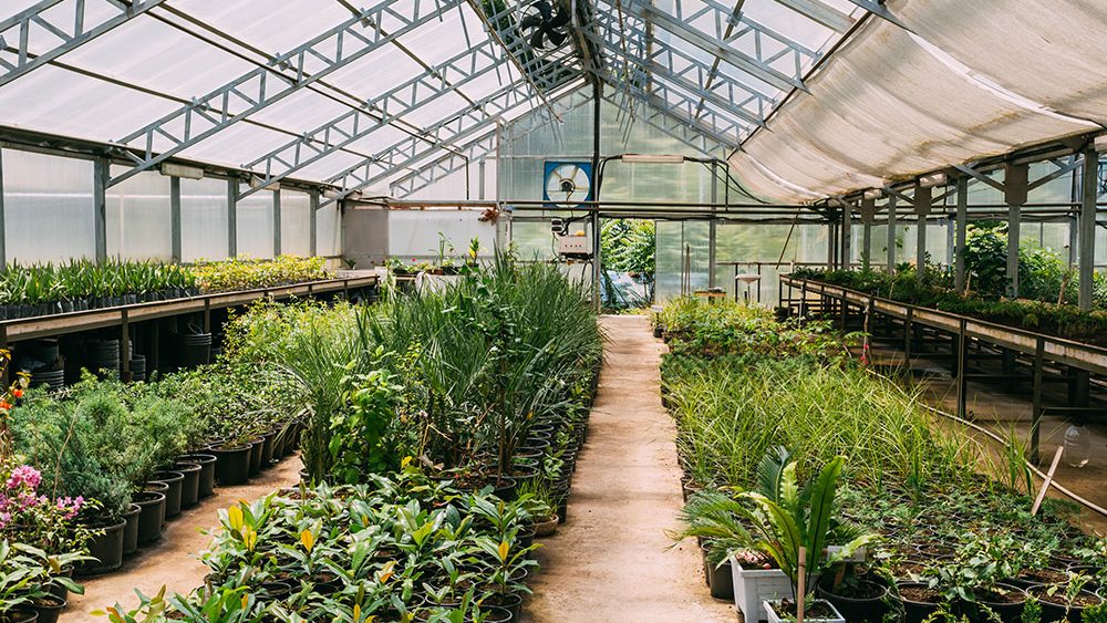 Greenhouse Indoor View