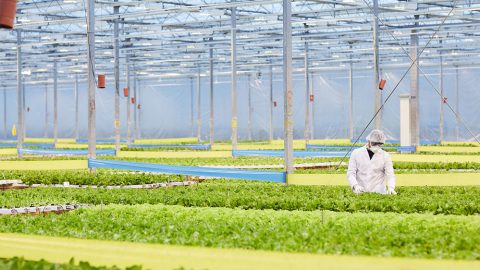 Man Working in Greenhouse