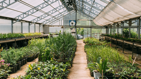 Inside of a greenhouse with plants